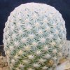 Mammillaria_albiflora_1